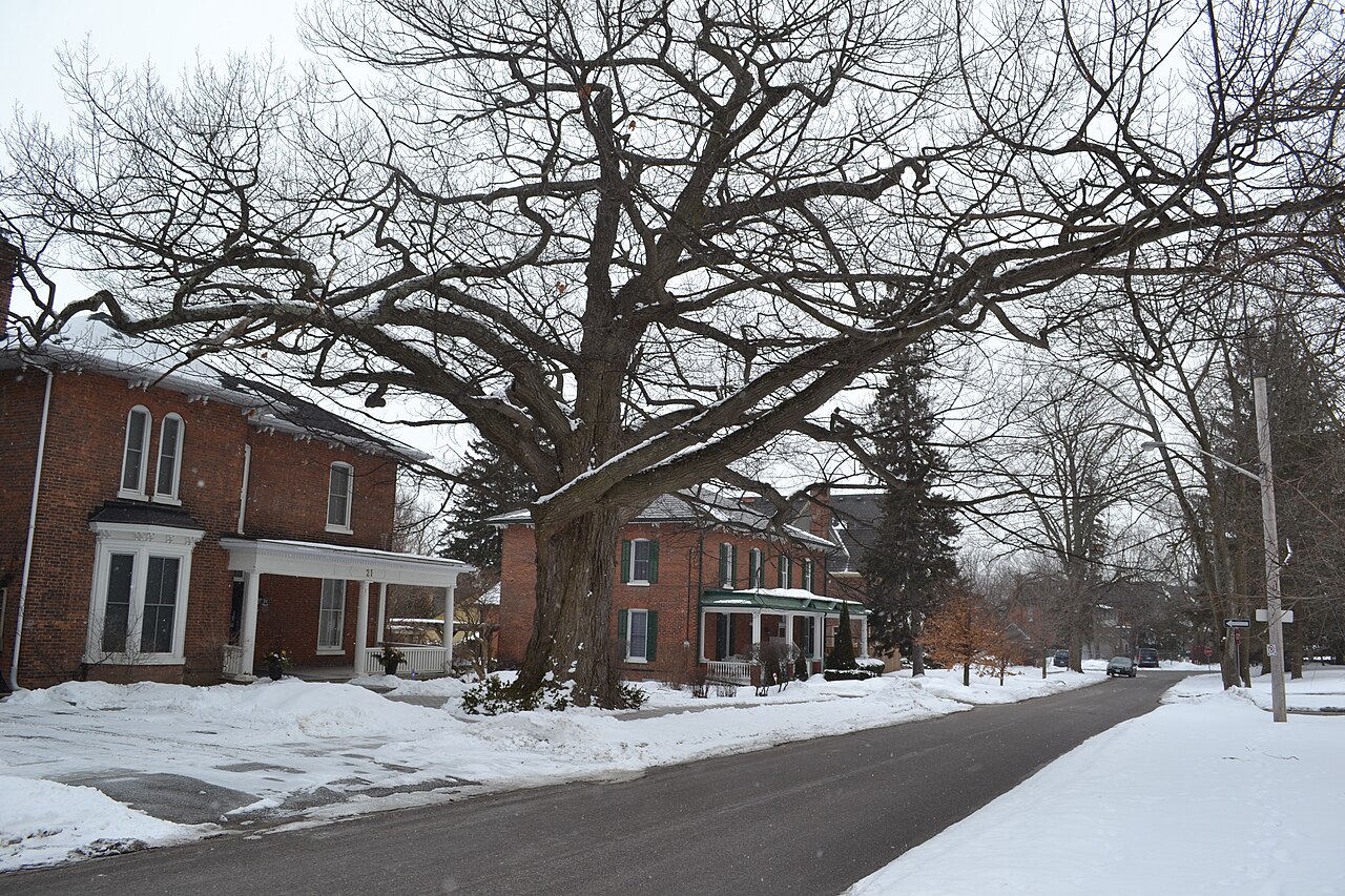 Heritage brick homes and mature trees along snowy Beech Avenue in Bowmanville